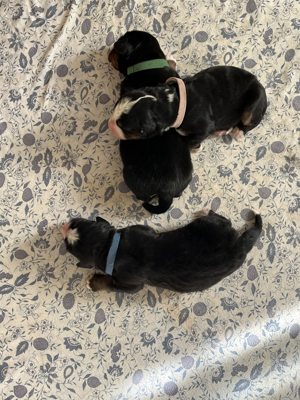 Chiot Bouvier Bernois Du Centre équestre Du Nid De Verdier