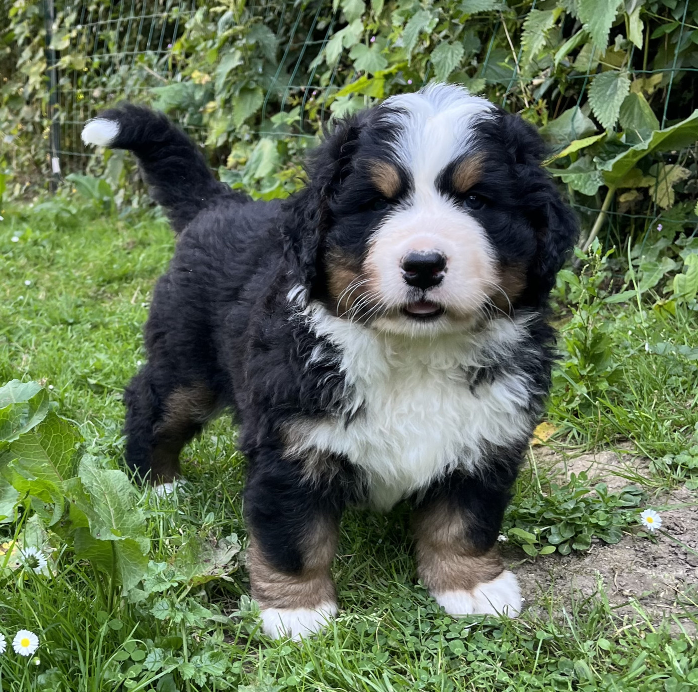 Du Centre équestre Du Nid De Verdier - Chiots disponibles - Bouvier Bernois