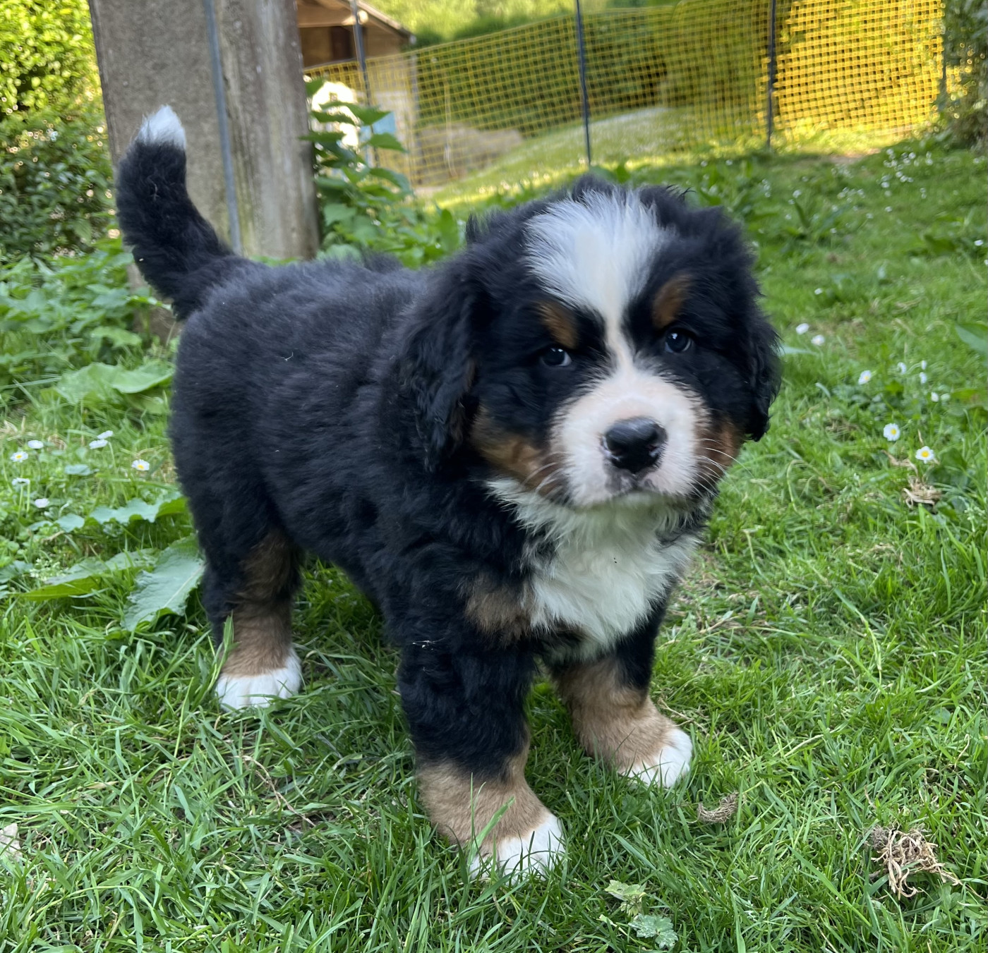 Du Centre équestre Du Nid De Verdier - Chiots disponibles - Bouvier Bernois
