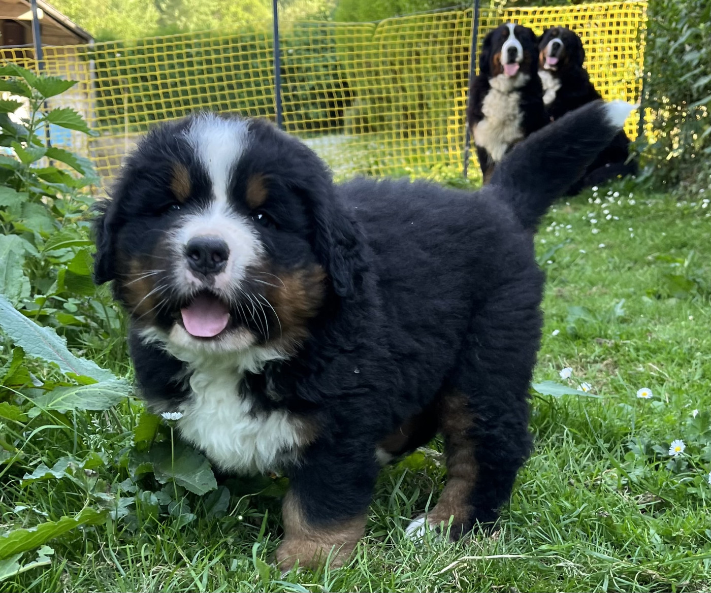 Du Centre équestre Du Nid De Verdier - Chiots disponibles - Bouvier Bernois